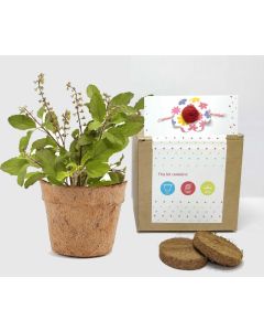 Ecosattva Grow Your Own Plant Kit for Rakshabandhan Gifting with Plantable Rakhi